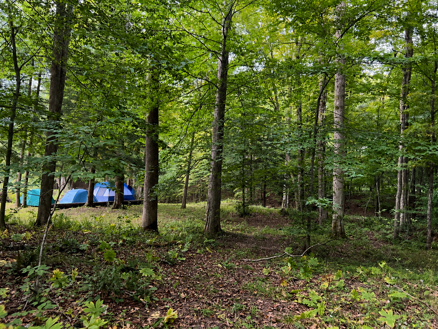 Tent Camping at Stony Fork Creek Campground – Wellsboro, PA Wooded tent camping sites at Stony Fork Creek Campground in Wellsboro, Pennsylvania